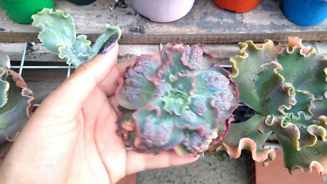 As SUCULENTAS Mais Lindas E Raras Da Nossa Coleção! 😱 // Paraíso Da Suculenta