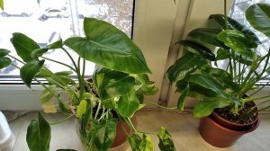 Филодендрон Бурле Маркс вариегатный.