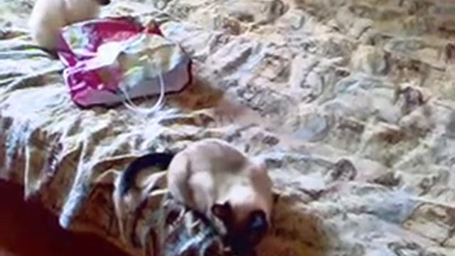 кошачье дзюдо смотреть онлайн