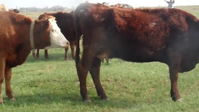 танцующая корова смотреть онлайн