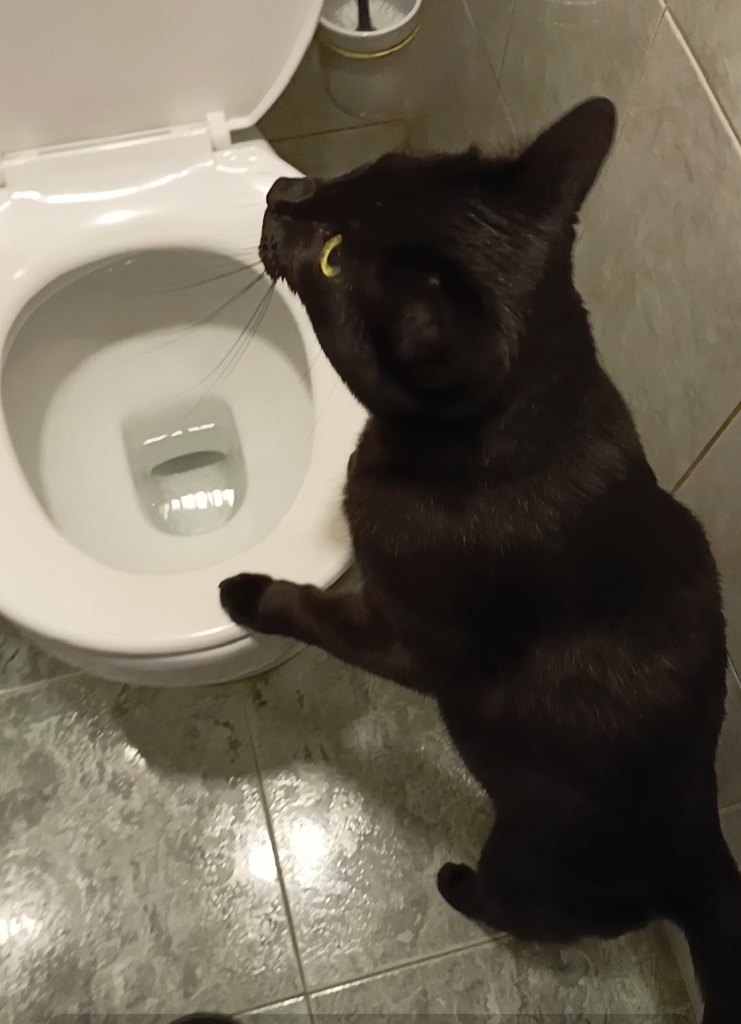Котик Салем и водопад. смотреть онлайн