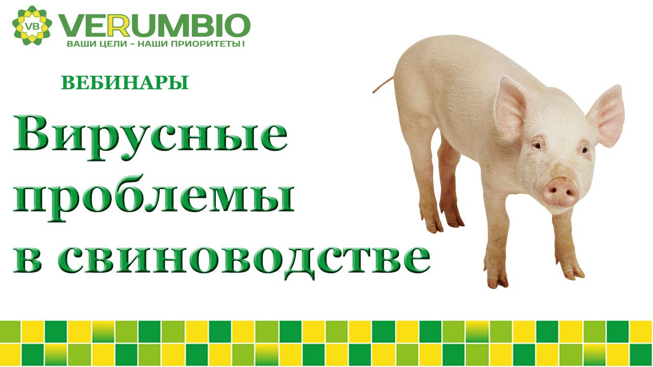 Вирусные проблемы в свиноводстве