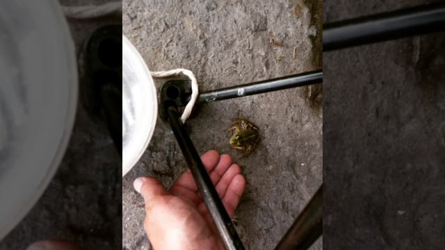 Царевна лягушка.(как приручить лягушку)