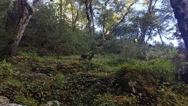 21 кабарга смотреть онлайн