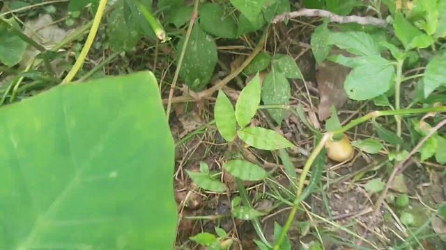 Choerospondias Axillaris (Nepali Hog Plum/ Lapsi) смотреть онлайн