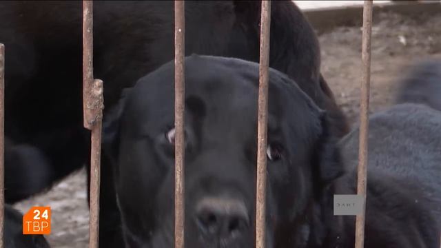 Львиное величие среднеазиатской овчарки | Элита | ТВР24 | Сергиев Посад смотреть онлайн