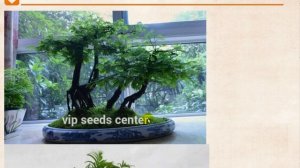 Опыт двух лет проращивания семян с AliExpress