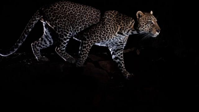 Poem, "What was it Last Night" by Qadri || Romantic Poetry #poetry #love #poem #poetrycommunity смотреть онлайн