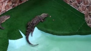 Крокодиловый каньон в Ейске интересное видео