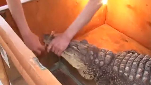 мир тропиков 28 05 13 смотреть онлайн