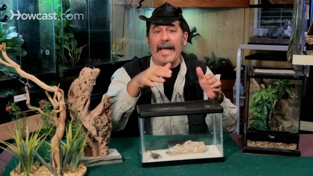 How To Find An Escaped Tarantula | Pet Tarantulas