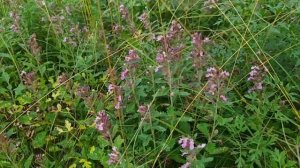 Дубровник - дубравник лекарственное растение