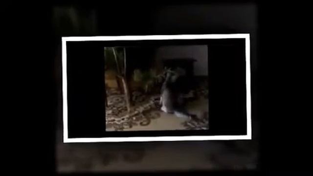 ПРИКОЛ! КОТ ЕСТ НОВОГОДНЮЮ ЕЛКУ! смотреть онлайн