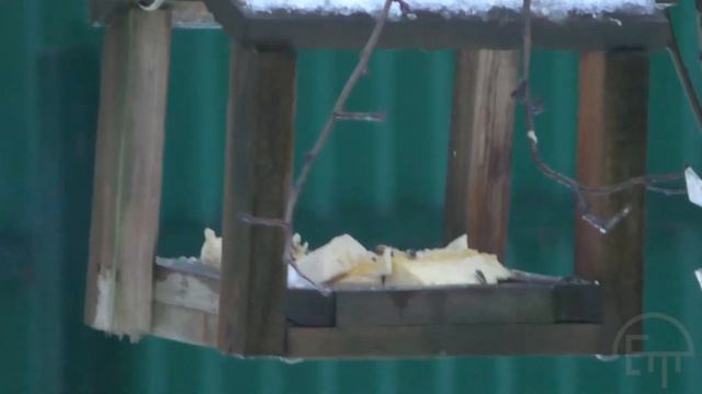 Обыкновенный поползень зимой смотреть онлайн