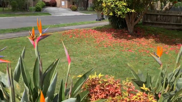 M6(a)🐮十月春华秋实的春天October Holiday Melbourne墨尔本四季花园:新种最美铁线莲，紫色菊花2021.10.1 Friday