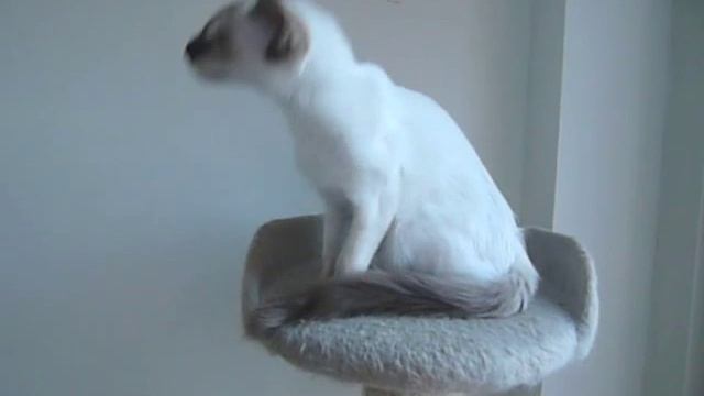 Молодая балийская кошка смотреть онлайн