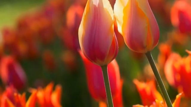 Video 2020-2-139 (5745) 🌷🌞🌷SPRING MUSIC 11/2020🌷🌞🌷 FLORYDA DANCE BAND "Kiedy wiosną " смотреть онлайн