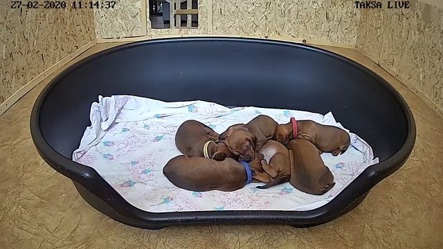 Я Такса ?DAY 22.Щенки таксы онлайн ? Dachshund puppies online смотреть онлайн