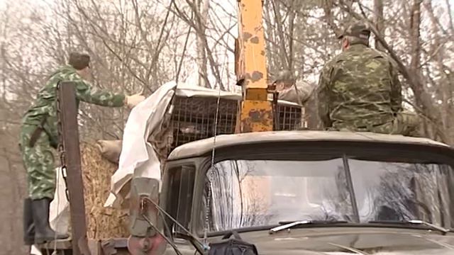 медведей выпускают в тайгу.m2p смотреть онлайн