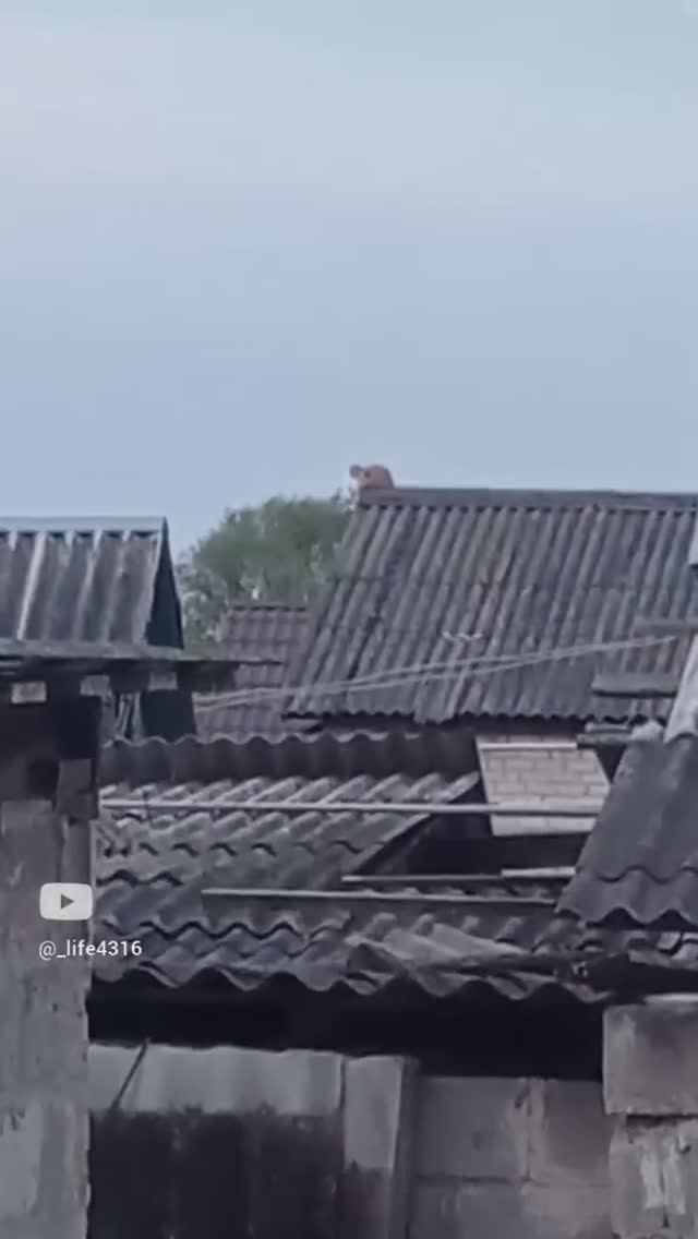 Ждун??? смотреть онлайн