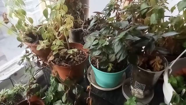 Ахименес осенью. Период покоя. смотреть онлайн