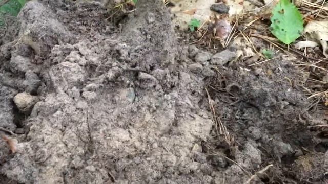 В лесу, на старой польской дороге. Кладоискатели Украина.#67 смотреть онлайн