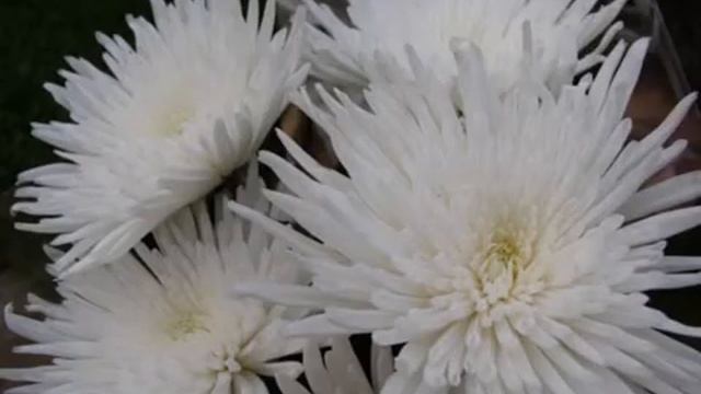 ХРИЗАНТЕМЫ-ЛЮБИМЫЕ ЦВЕТЫ МОЕЙ ПОДРУЖЕНЬКИ! смотреть онлайн