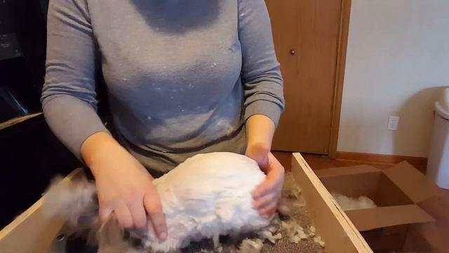 Стрижка ангорского кролика часть 2 смотреть онлайн