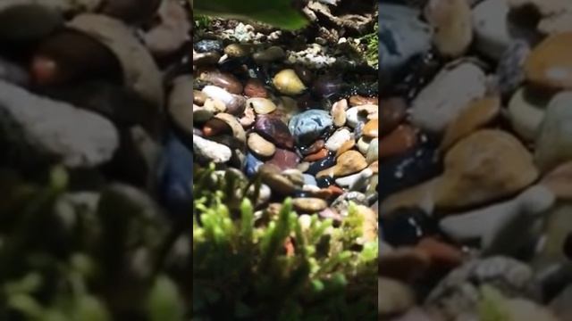 Вариант маленького ручья для террариума. смотреть онлайн