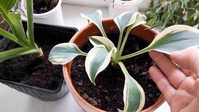 #hosta #хоста / Хосты( лат. Hosta) Роберт Фрост и Блу Айвори. Додерживаем до высадки. Сравниваем