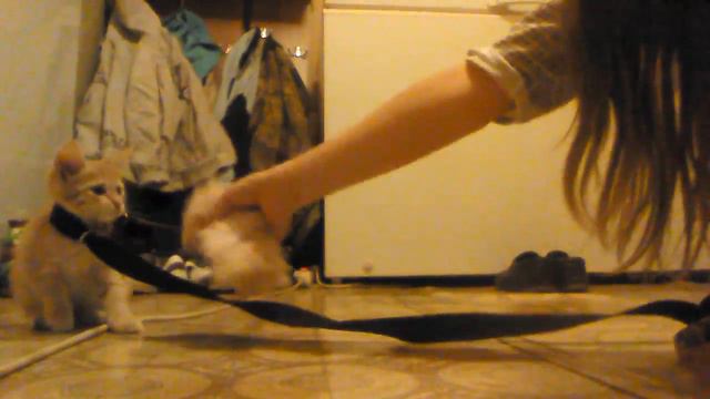 Кот трусишка ! смотреть онлайн