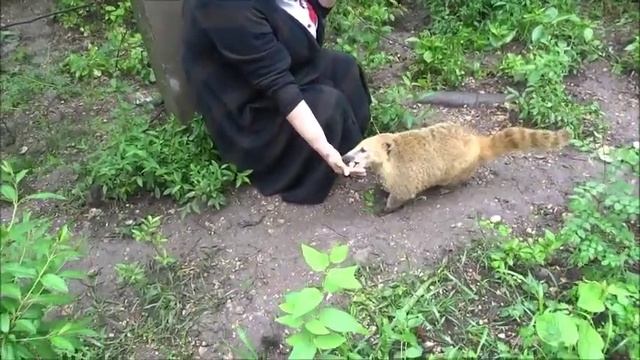 Носухи в парке львов "Тайган" смотреть онлайн