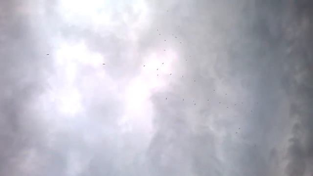 Стая огромная орлов в небе смотреть онлайн
