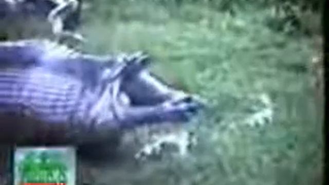 Змея свинья смотреть онлайн
