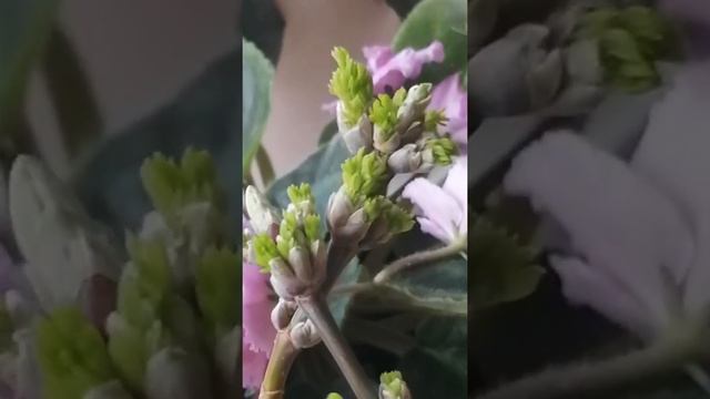 Немного творческого процесса. Весна - любимое время года смотреть онлайн