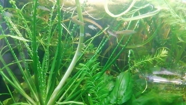 Кринум каламистратум, 03.07.2022 г. смотреть онлайн