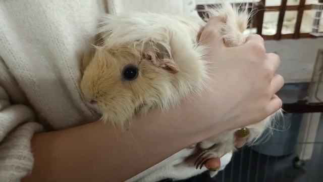 圧倒的存在感のモルモットwww смотреть онлайн