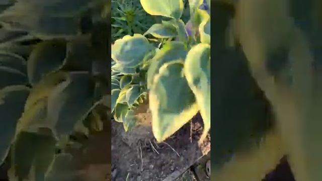 Хоста ? деление куста смотреть онлайн