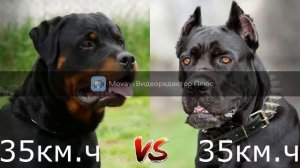 Кане корсо vs Ротвейлера