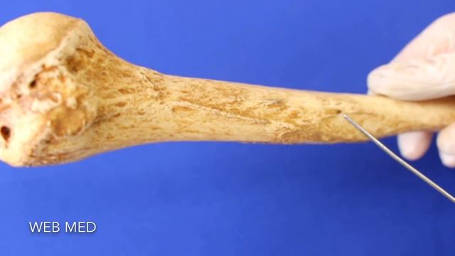 Плечевая кость (Os Humerus) смотреть онлайн
