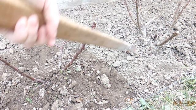 Розы на зиму подготовка | Как укрыть и обрезать розы на зиму |Пытаюсь утеплить зеленые ветки роз смотреть онлайн