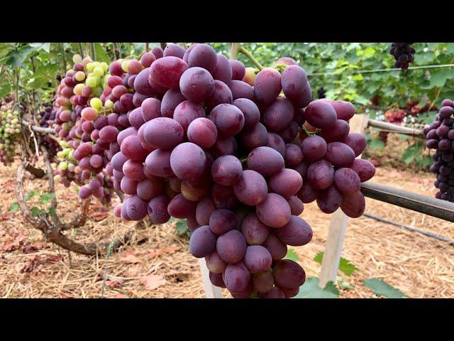 Созревший виноград в теплице, обзор. смотреть онлайн