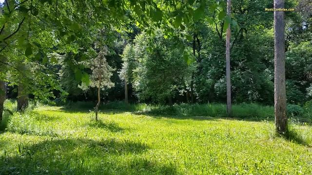 3 Hours Spring Forest Sounds And Birdsong For Deep Sleep Or Relaxing