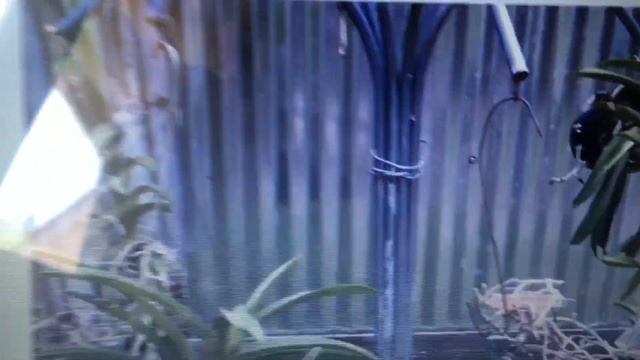 Vanda Kulwadee Fragrance Fragrant