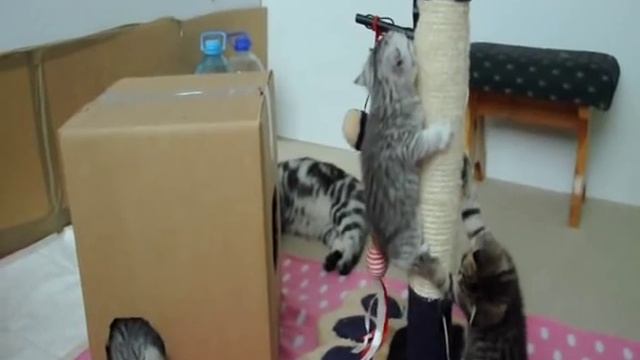 Британские котята Вискас.wmv смотреть онлайн