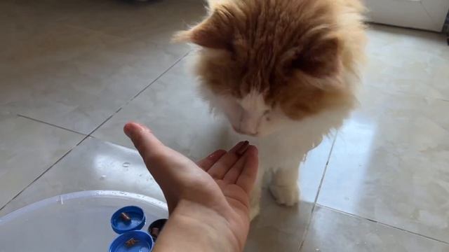 Как заставить кота пить смотреть онлайн
