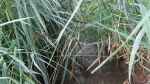 ВОДИТЕЛИ - продолжение романа  часть1, главы 4,5,6,7 (Анатолий Рыбаков)