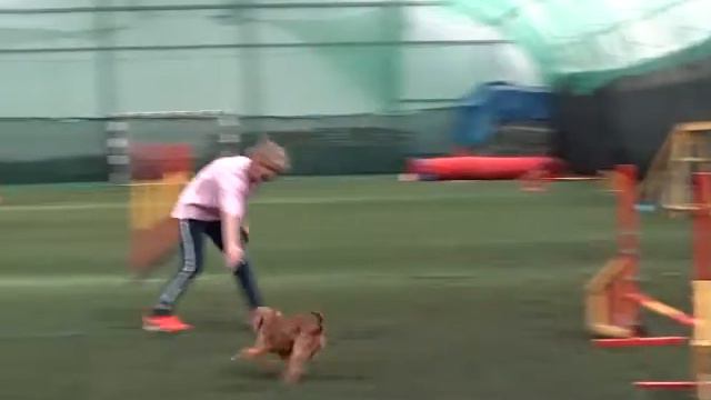 Андреева Тамара и гриффон Айя А1 трасса № 2 смотреть онлайн