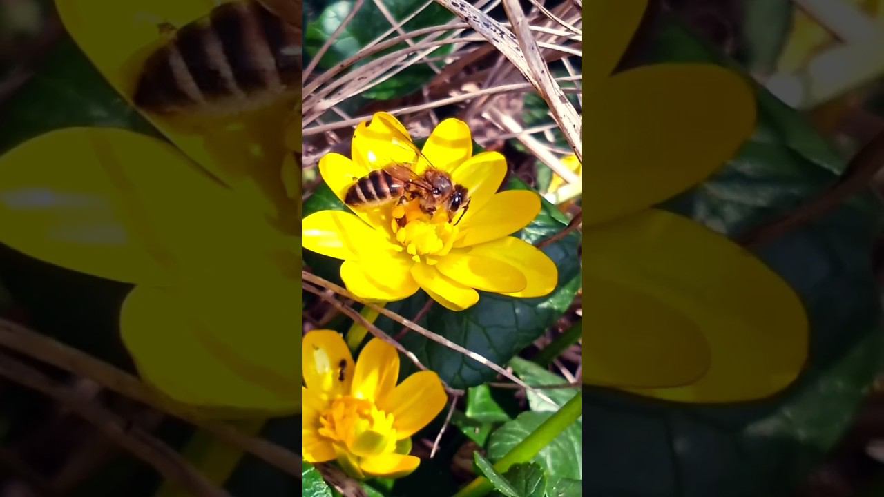 Первые пчёлы на Кубани смотреть онлайн