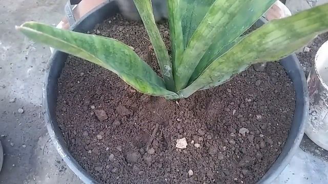 Sansevieria Parva (Kenya Hyacinth) | How To Propagate Sansevieria Parva